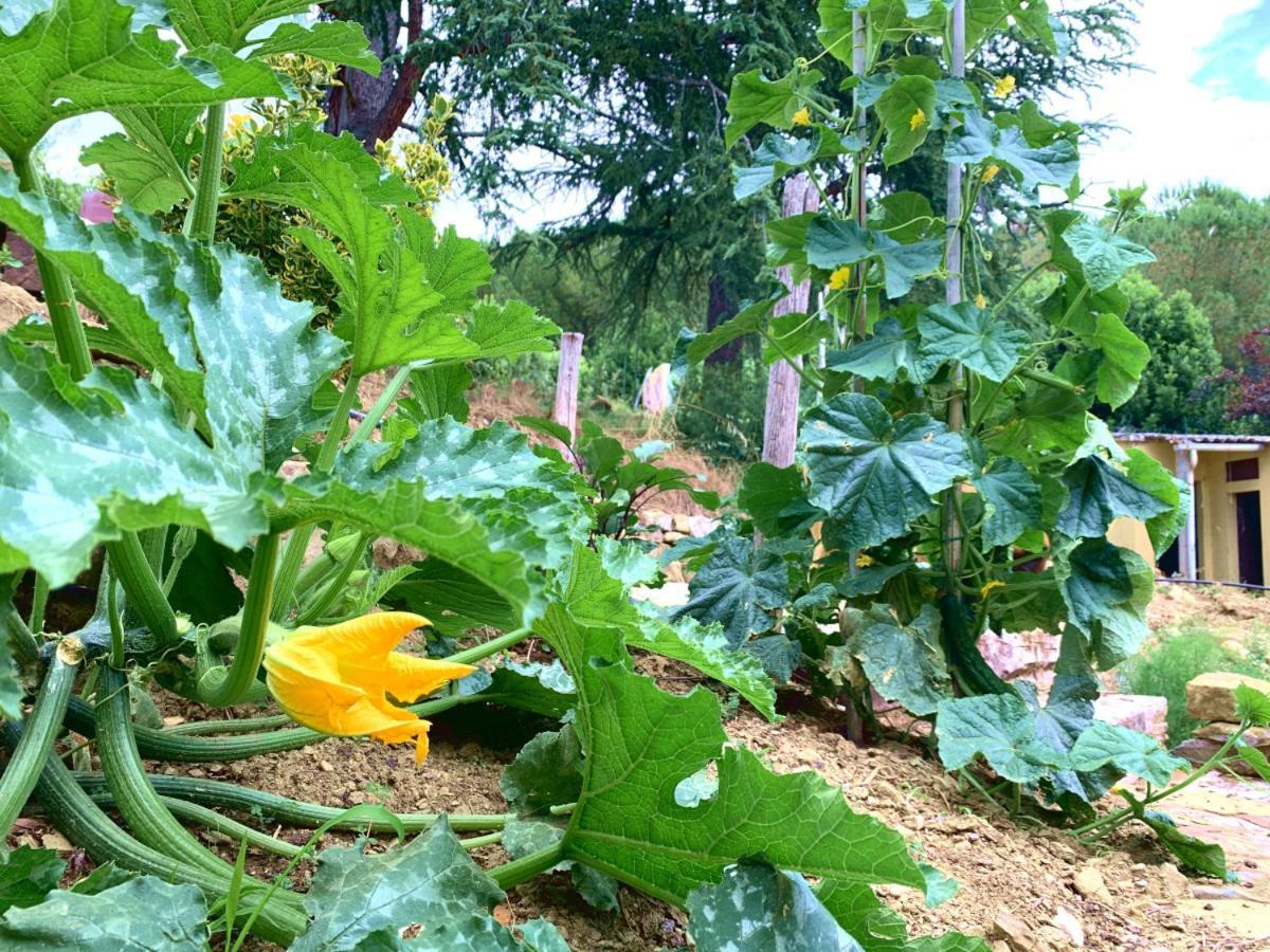 Agriturismo La Collina Toscana Pieve a Maiano Zewnętrze zdjęcie