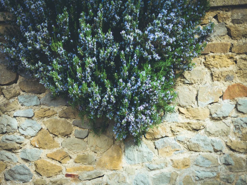 Agriturismo La Collina Toscana Pieve a Maiano Zewnętrze zdjęcie